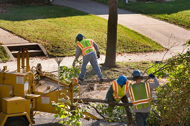 Best Tree Cutting Near Me  in Glespie, IL